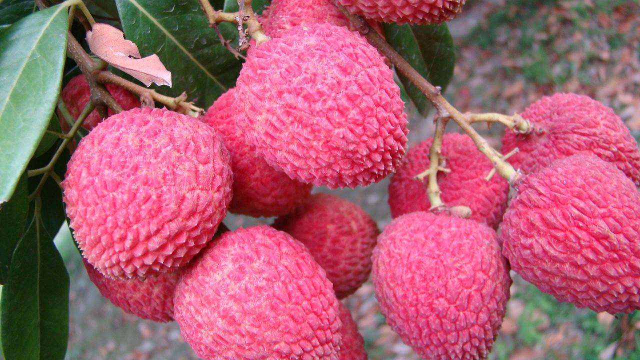 Dinajpur Lychee