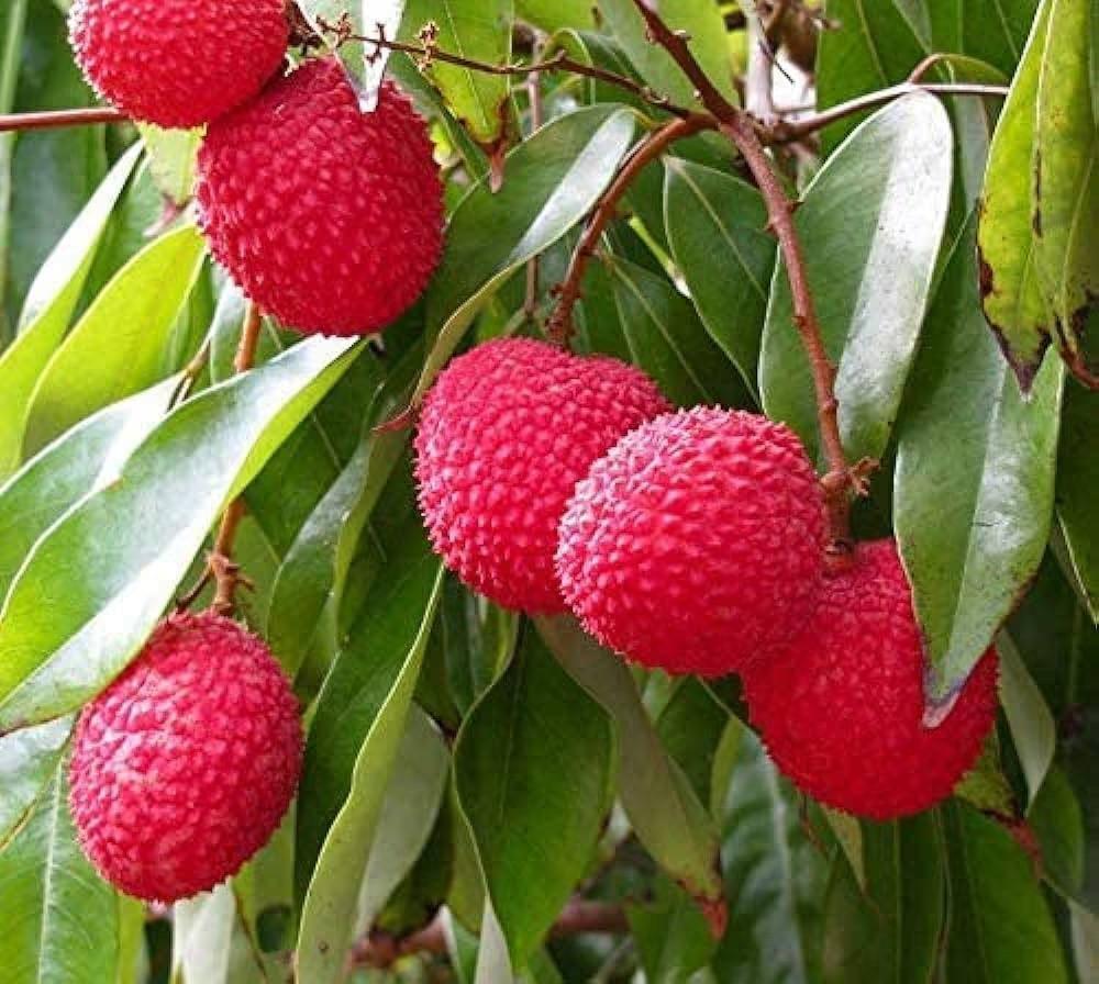 Lychee Gallery Image 3