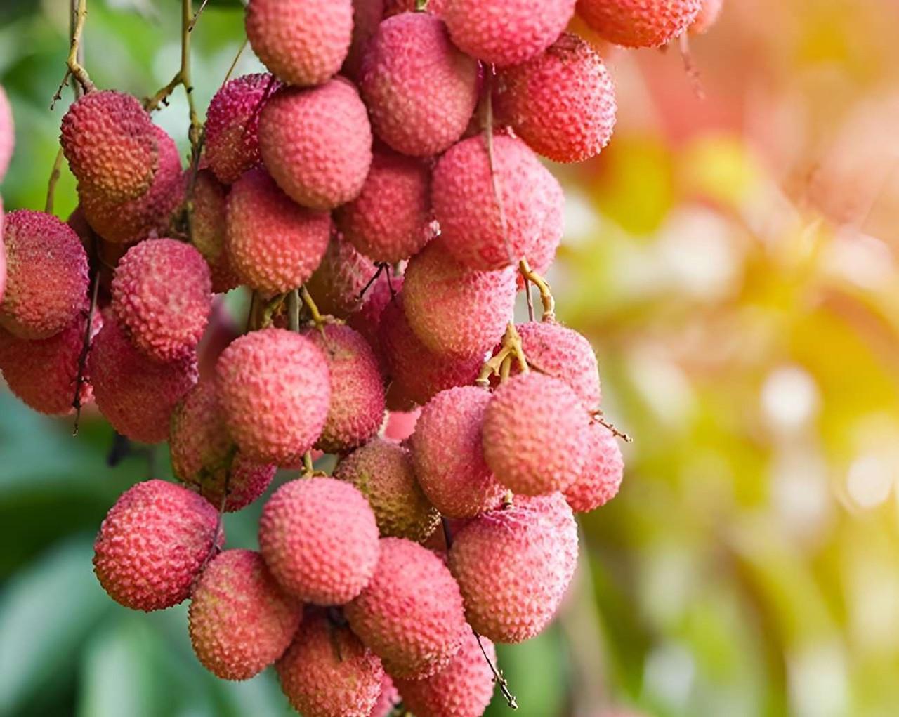 Lychee Gallery Image 4